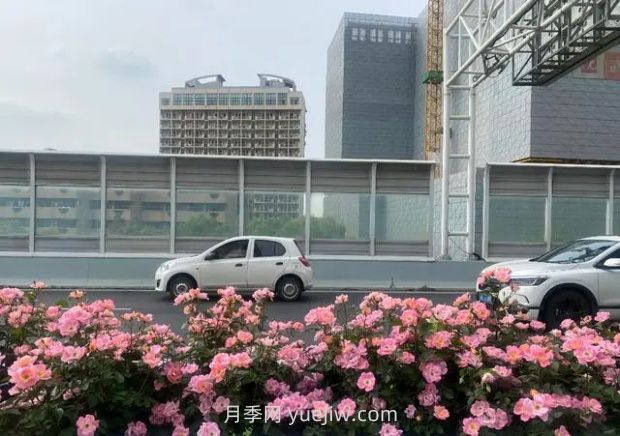 武汉城区主干道和高架桥月季花悄然绽放(图2)
