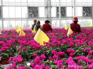 扬州高邮：每天发货30万株，花工厂绽放乡村振兴致富花