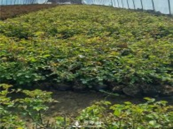 各类盆栽月季上市，南阳杯苗基地全国批发中