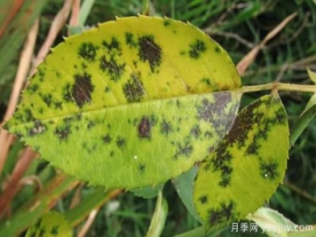 深秋天季节月季出现斑点的病害原因与防治