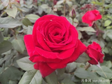 原产中国的玫瑰花(月季花)，是如何成为美国国花的？