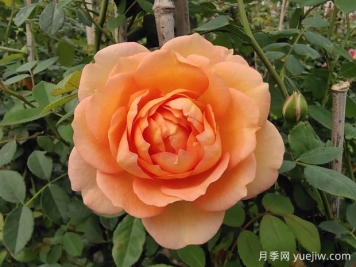 中国月季：欧洲玫瑰花的祖宗，为世界园艺做出了巨大贡献