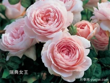 100种月季玫瑰品种图鉴大全，你认识有没有超过10个？