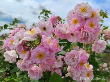 山木香和野蔷薇的辨识区别