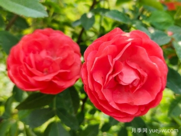 种上木香蔷薇花蛮强爆花，红橙白黄木香你喜欢哪个？