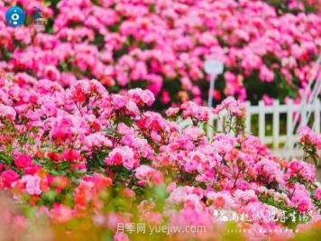 2024年第二届杭州市月季花展举办，赏500万株月季