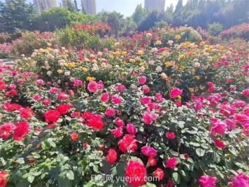郑州月季公园40万株月季竞相绽放，感受花漾生活