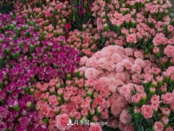 中国6大花市，全国花卉批发市场介绍