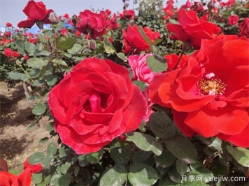 月季、玫瑰、蔷薇分别是什么？如何区别？