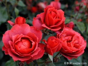 21朵玫瑰：不只是浪漫，还藏着这些深意