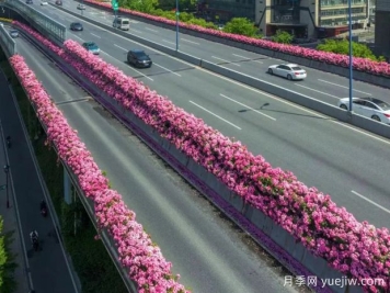 杭州高架月季初开，2024年又到走花路时间