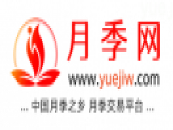 中国上海龙凤419，月季品种介绍和养护知识分享专业网站